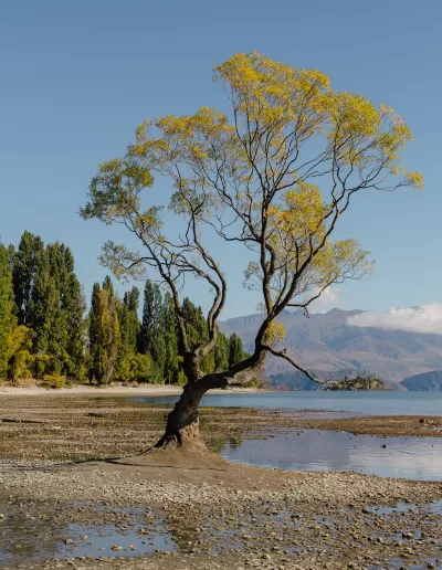 A solitary tree stands in Lake Wanaka, surrounded by a visibly wider exposed lakebed due to low water levels, with mountains in the background under a blue sky, as observed in Summer 2025.