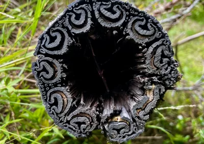 A close-up, top-down view of a hollow, dark brown tree fern trunk showing intricate, spiraling patterns and textures in its cross-section. It is surrounded by green grass and blurred foliage.